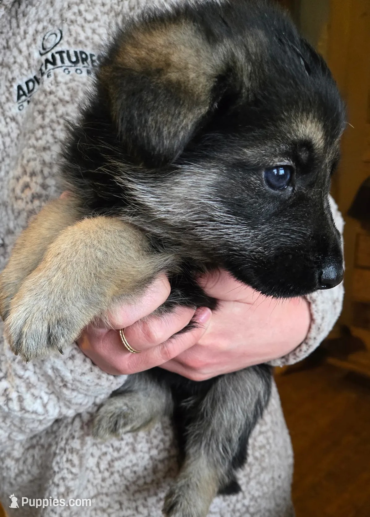 Boy 3, a male German Shepherd Dog for sale in Montgomery, IN – Photo 2 of 3