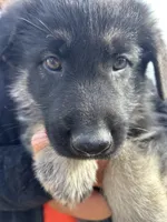 Boy 3, a male German Shepherd Dog for sale in Montgomery, IN – Photo 3 of 3