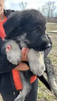 Boy 2, a male German Shepherd Dog for sale in Montgomery, IN – Photo 3 of 3