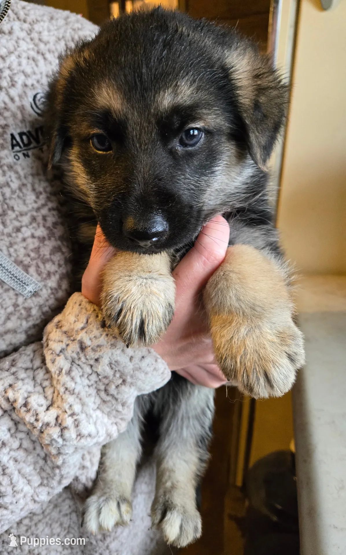 Boy 2, a male German Shepherd Dog for sale in Montgomery, IN – Photo 2 of 3