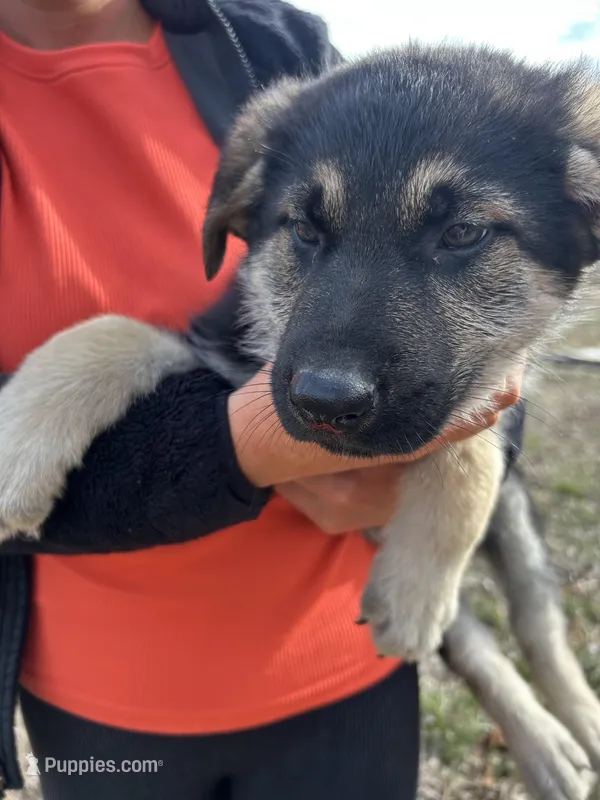 Boy 2, a male German Shepherd Dog for sale in Montgomery, IN – Photo 1 of 3