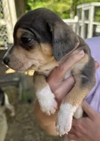 Blue and tan boy, a male Treeing Feist for sale in Montgomery, IN – 2 of 3