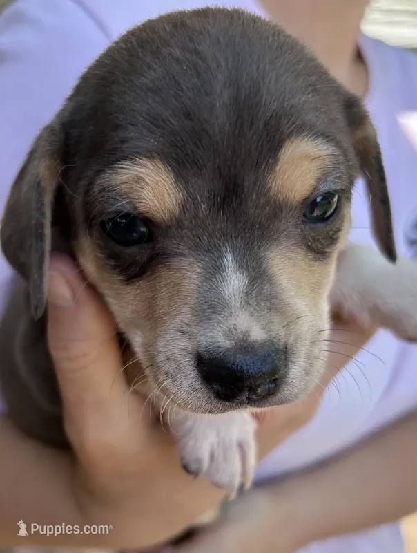 Blue and tan boy – Treeing Feist puppy for sale in Montgomery, IN