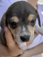 Blue and tan boy, a male Treeing Feist for sale in Montgomery, IN – 1 of 3