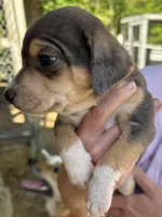 Blue and tan boy, a male Treeing Feist for sale in Montgomery, IN – 3 of 3