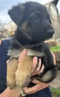 Boy 3, a male German Shepherd Dog for sale in Montgomery, IN – Photo 2 of 2