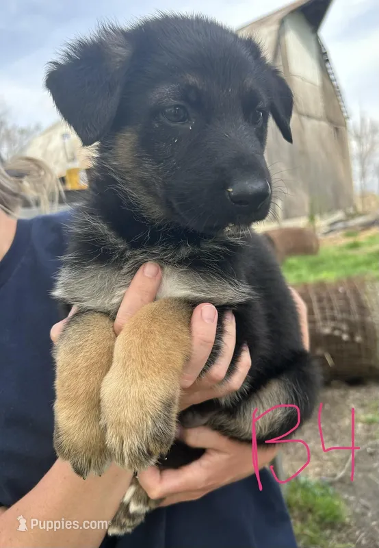 Boy 3, a male German Shepherd Dog for sale in Montgomery, IN – Photo 1 of 2