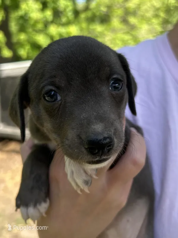 Black/blue/white girl – Treeing Feist puppy for sale in Montgomery, IN