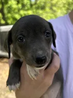 Black/blue/white girl, a female Treeing Feist for sale in Montgomery, IN – 1 of 2