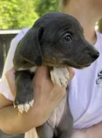 Black/blue/white girl, a female Treeing Feist for sale in Montgomery, IN – 2 of 2