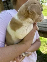 Blonde and white girl, a female Treeing Feist for sale in Montgomery, IN – 2 of 2