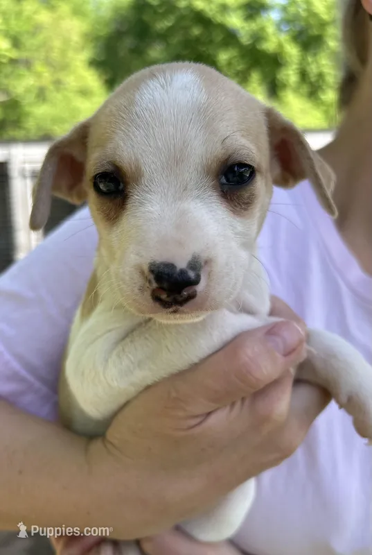 Blonde and white girl – Treeing Feist puppy for sale in Montgomery, IN