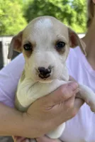 Blonde and white girl, a female Treeing Feist for sale in Montgomery, IN – 1 of 2