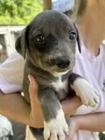 Blue/white girl, a female Treeing Feist for sale in Montgomery, IN – 2 of 3