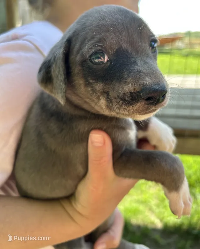 Blue/white girl – Treeing Feist puppy for sale in Montgomery, IN