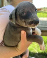Blue/white girl, a female Treeing Feist for sale in Montgomery, IN – 1 of 3