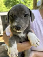Blue/white girl, a female Treeing Feist for sale in Montgomery, IN – 3 of 3