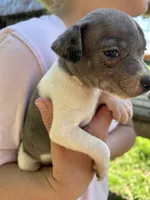 White and blue girl, a female Treeing Feist for sale in Montgomery, IN – 2 of 2