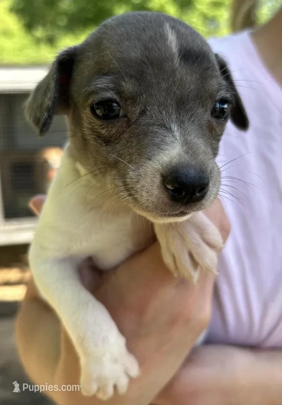 White and blue girl – Treeing Feist puppy for sale in Montgomery, IN