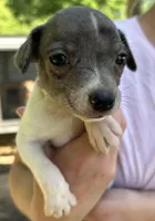 White and blue girl, a female Treeing Feist for sale in Montgomery, IN – 1 of 2