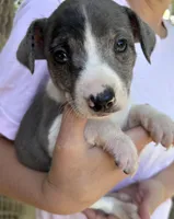 Blue and white girl, a female Treeing Feist for sale in Montgomery, IN – 1 of 2