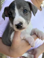 Blue and white girl, a female Treeing Feist for sale in Montgomery, IN – 2 of 2