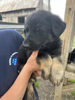 Boy 2, a male German Shepherd Dog for sale in Montgomery, IN – Photo 3 of 3