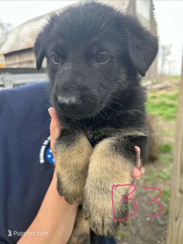 Boy 2 – German Shepherd Dog puppy for sale in Montgomery, IN