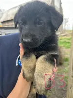 Boy 2, a male German Shepherd Dog for sale in Montgomery, IN – Photo 1 of 3