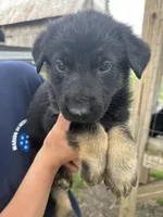 Boy 2, a male German Shepherd Dog for sale in Montgomery, IN – Photo 2 of 3