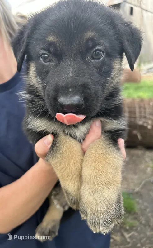 Boy 1 – German Shepherd Dog puppy for sale in Montgomery, IN