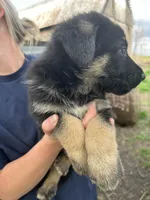 Boy 1, a male German Shepherd Dog for sale in Montgomery, IN – Photo 3 of 3