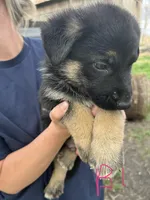 Boy 1, a male German Shepherd Dog for sale in Montgomery, IN – Photo 2 of 3