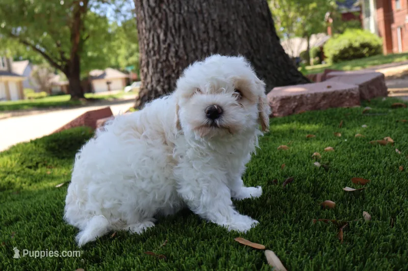 Chon Chon – Maltipoo, Miniature Goldendoodle puppy for sale in Grand Prairie, TX