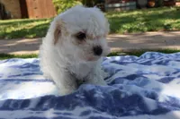 Chon Chon, a male Maltipoo and Miniature Goldendoodle for sale in Grand Prairie, TX – Photo 4 of 6