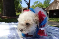 Chon Chon, a male Maltipoo and Miniature Goldendoodle for sale in Grand Prairie, TX – Photo 2 of 6