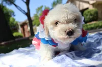 Chon Chon, a male Maltipoo and Miniature Goldendoodle for sale in Grand Prairie, TX – Photo 3 of 6