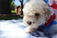 Chon Chon, a male Maltipoo and Miniature Goldendoodle for sale in Grand Prairie, TX – Photo 6 of 6