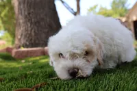 Chon Chon, a male Maltipoo and Miniature Goldendoodle for sale in Grand Prairie, TX – Photo 5 of 6