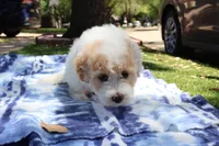 Jackie Chan, a male Maltipoo and Miniature Goldendoodle for sale in Grand Prairie, TX – Photo 8 of 10