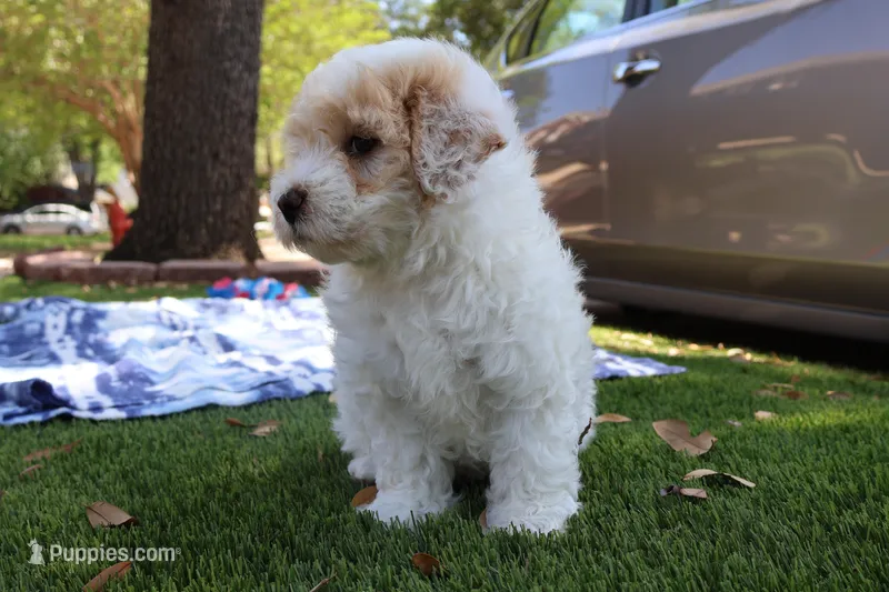 Jackie Chan – Maltipoo, Miniature Goldendoodle puppy for sale in Grand Prairie, TX