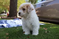 Jackie Chan, a male Maltipoo and Miniature Goldendoodle for sale in Grand Prairie, TX – Photo 1 of 10