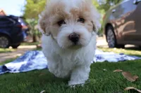 Jackie Chan, a male Maltipoo and Miniature Goldendoodle for sale in Grand Prairie, TX – Photo 4 of 10