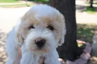 Jackie Chan, a male Maltipoo and Miniature Goldendoodle for sale in Grand Prairie, TX – Photo 6 of 10