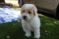 Jackie Chan, a male Maltipoo and Miniature Goldendoodle for sale in Grand Prairie, TX – Photo 7 of 10