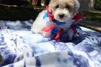 Jackie Chan, a male Maltipoo and Miniature Goldendoodle for sale in Grand Prairie, TX – Photo 10 of 10