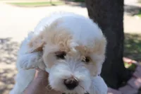 Jackie Chan, a male Maltipoo and Miniature Goldendoodle for sale in Grand Prairie, TX – Photo 2 of 10