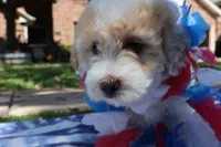 Jackie Chan, a male Maltipoo and Miniature Goldendoodle for sale in Grand Prairie, TX – Photo 3 of 10