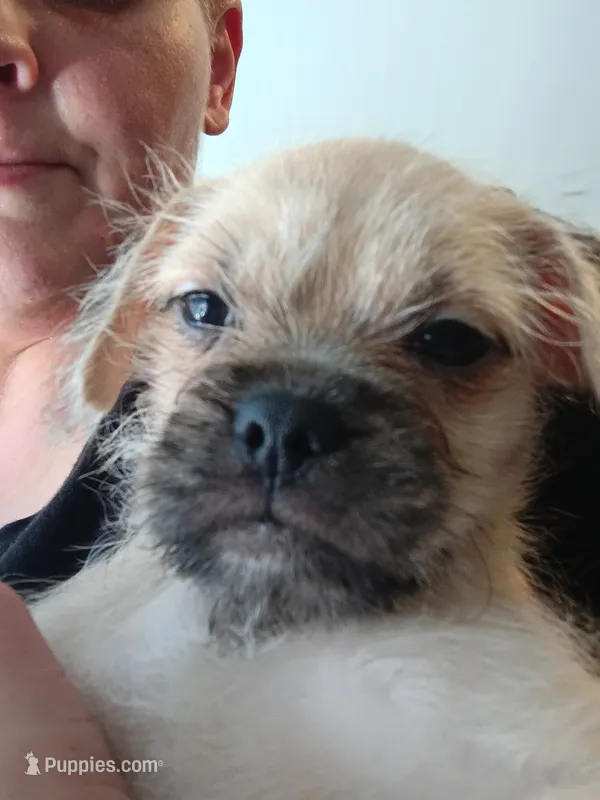 (Little girl)   – Pug puppy for sale in San Francisco, CA