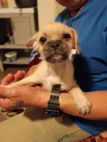 (Little girl)  , a female Pug for sale in San Francisco, CA – 2 of 3